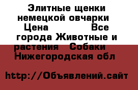 Элитные щенки немецкой овчарки › Цена ­ 30 000 - Все города Животные и растения » Собаки   . Нижегородская обл.